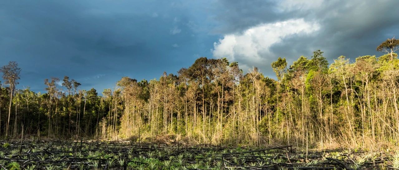 CDP观点 | 如何消除进口棕榈油的毁林风险？