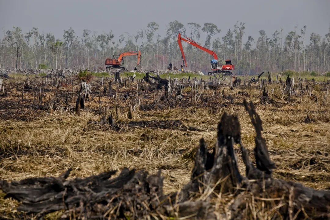 Sustainable palm oil seeks breakthrough in China(图3)