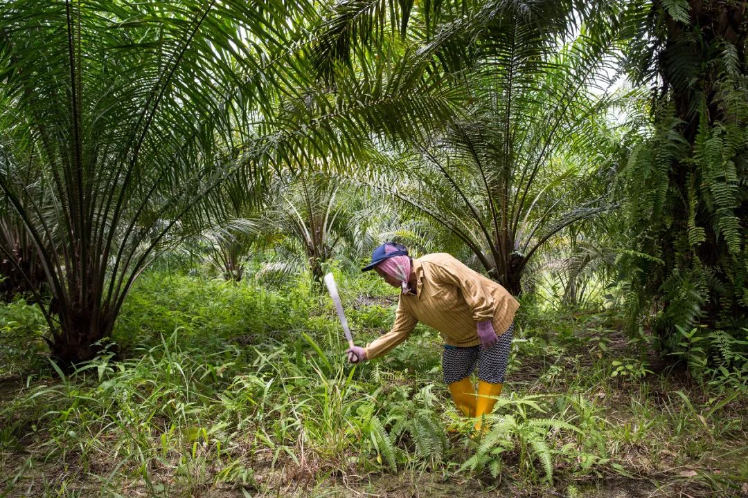 Sustainable palm oil seeks breakthrough in China(图7)