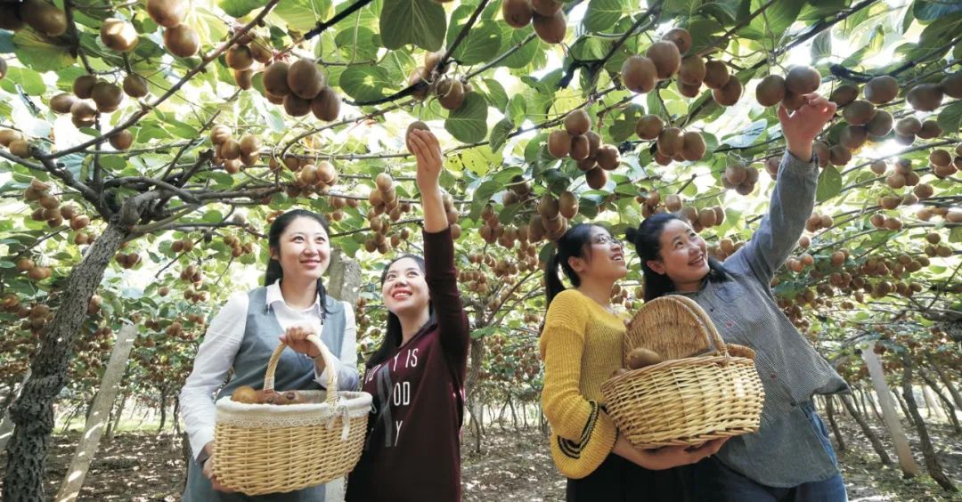 刚刚!《全国乡村产业发展规划(2020-2025年)》发布!(图4) 刚刚!《全国乡村产业发展规划(2020-2025年)》发布!(图6)